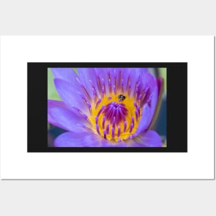 Waterlily and Native Bee Posters and Art